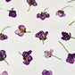 Sweet pea mix