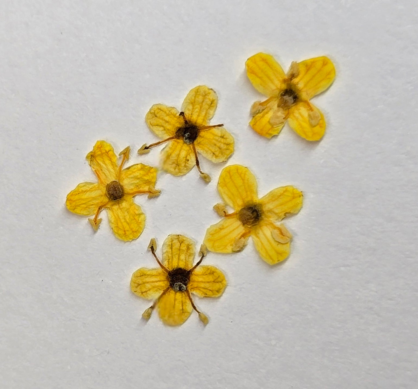 Presseed "Butterfly" Elderflower