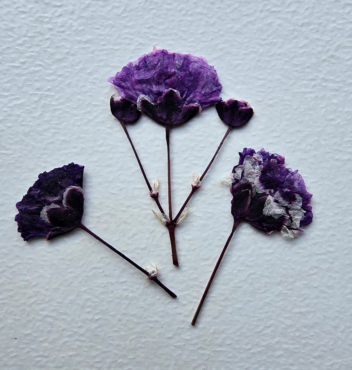 Pressed dyed gypsophila