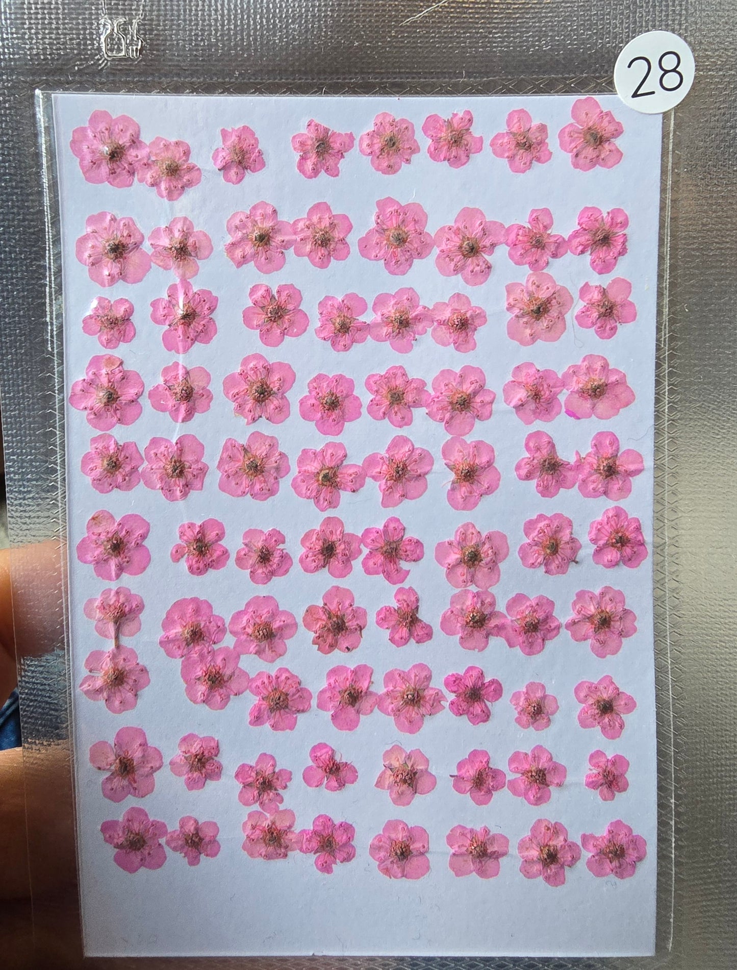 B GRADE cherry blossoms
