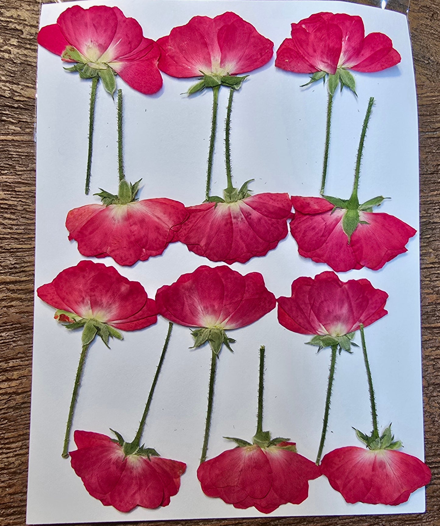 Pressed roses B grade