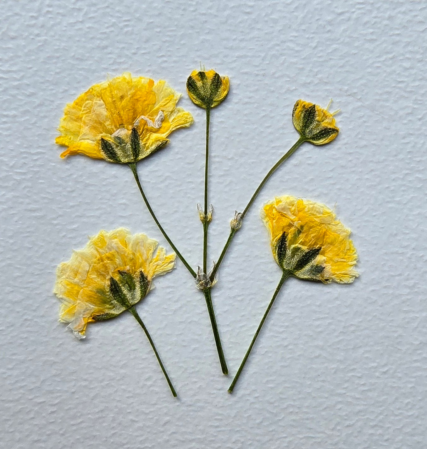 Pressed dyed gypsophila