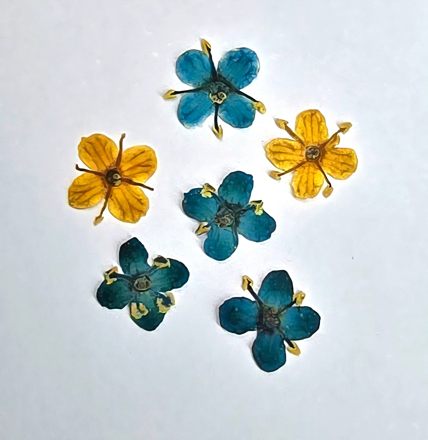 Presseed "Butterfly" Elderflower