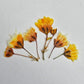 Tiny pressed gypsophila