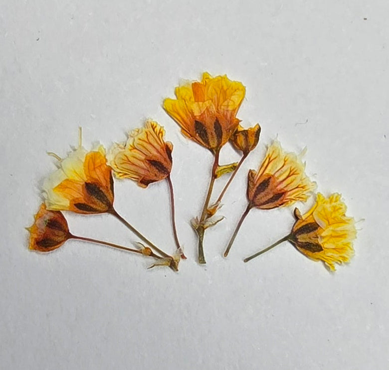Tiny pressed gypsophila