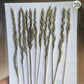 B GRADE foliage