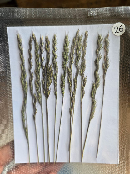 B GRADE foliage