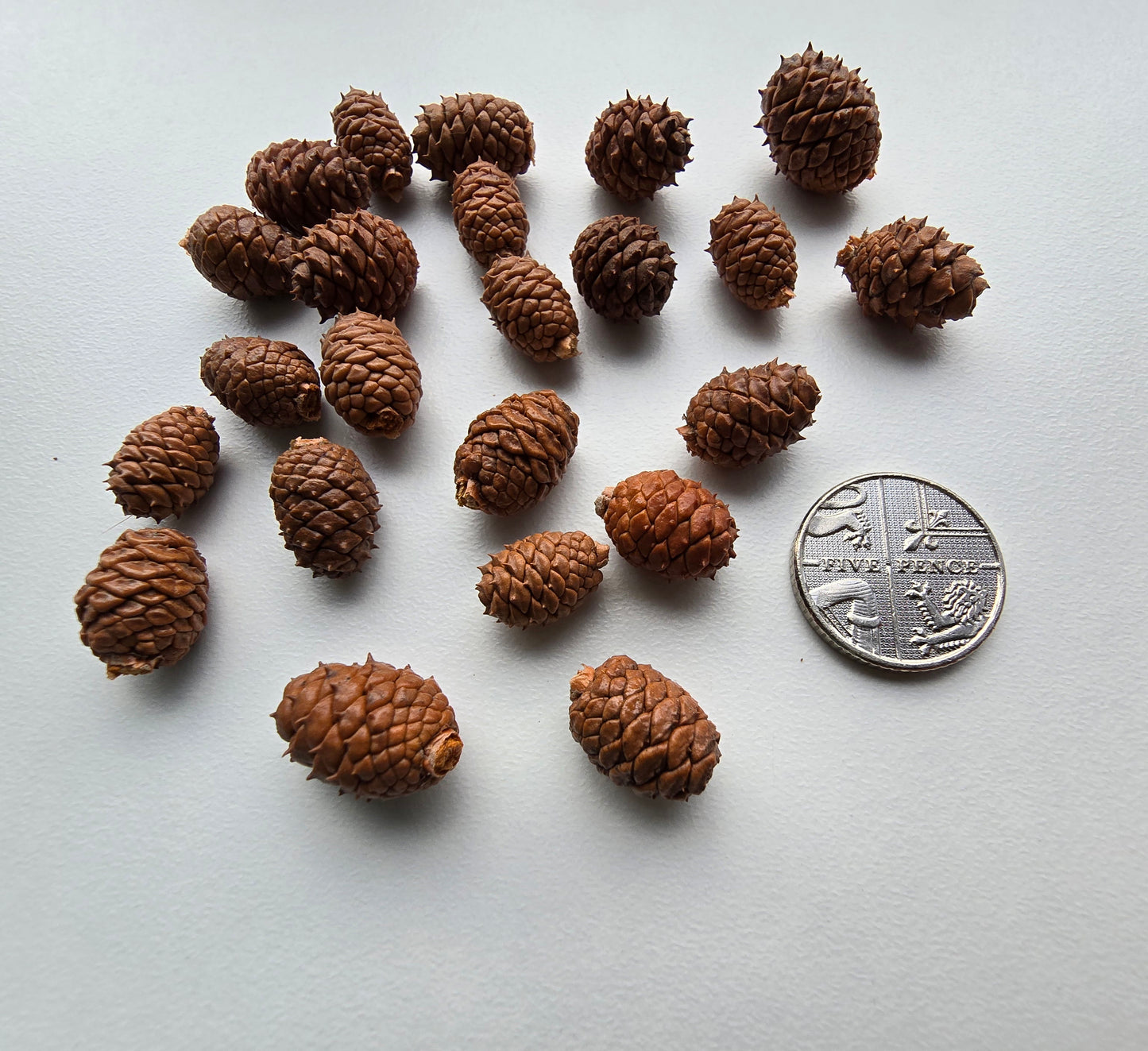 Miniature pine cones