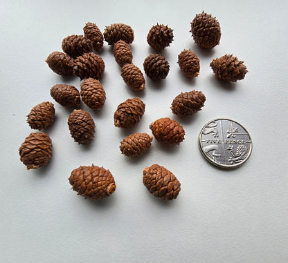 Miniature pine cones