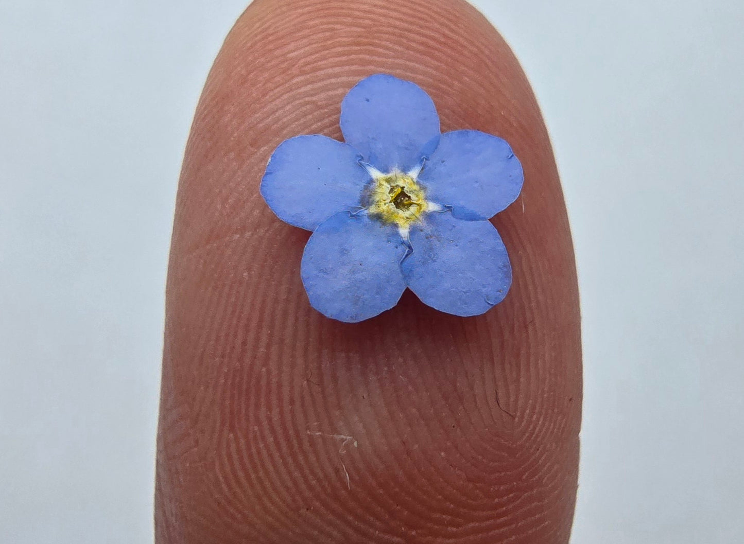 Pressed forget me nots