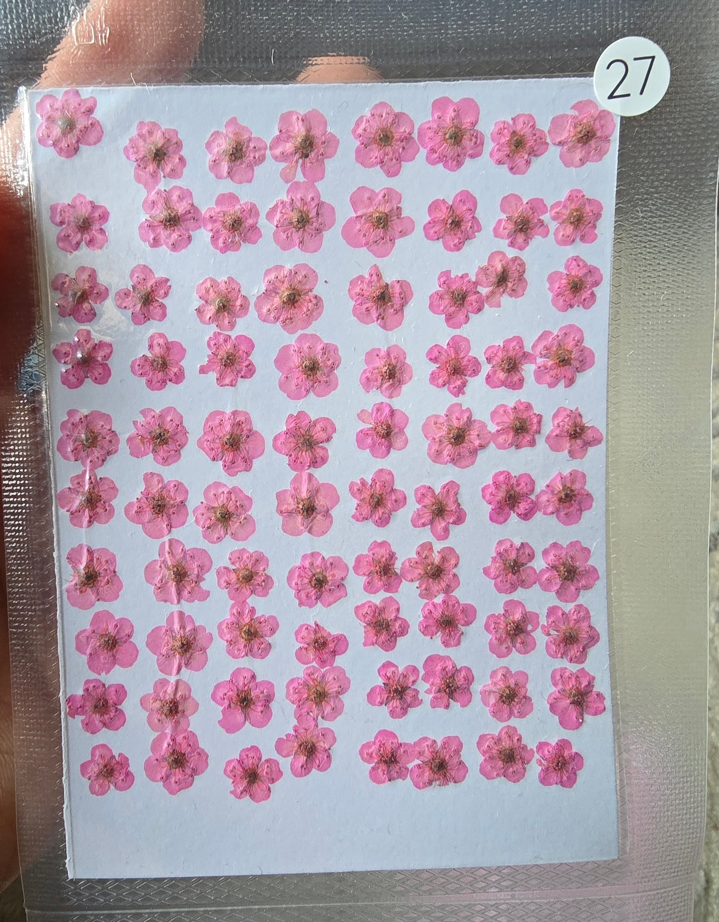 B GRADE cherry blossoms