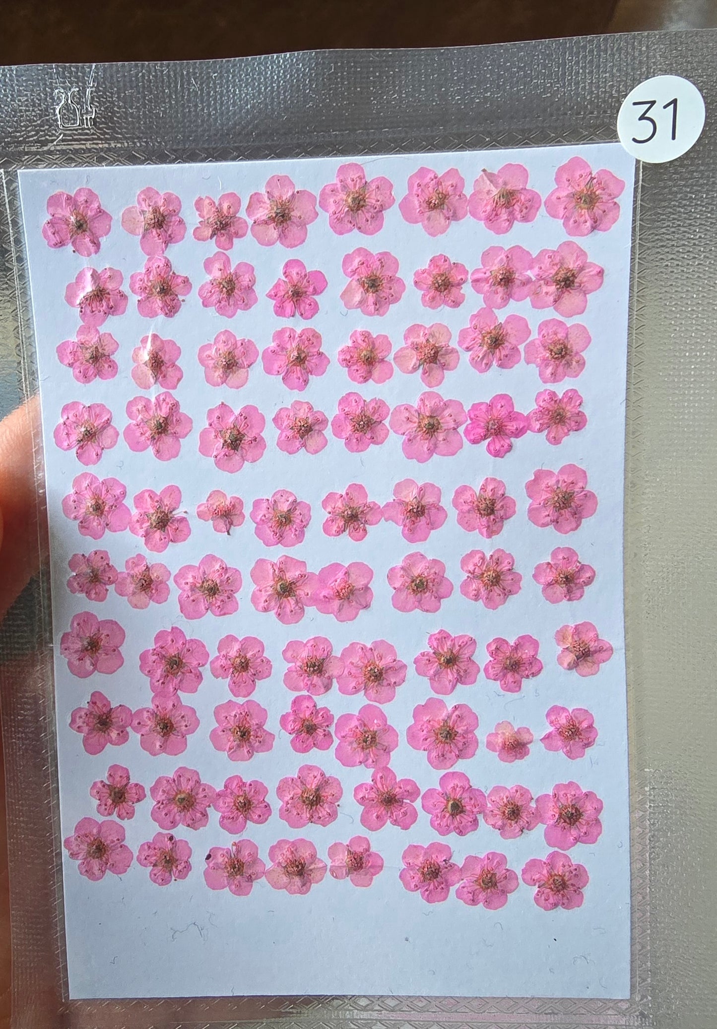 B GRADE cherry blossoms