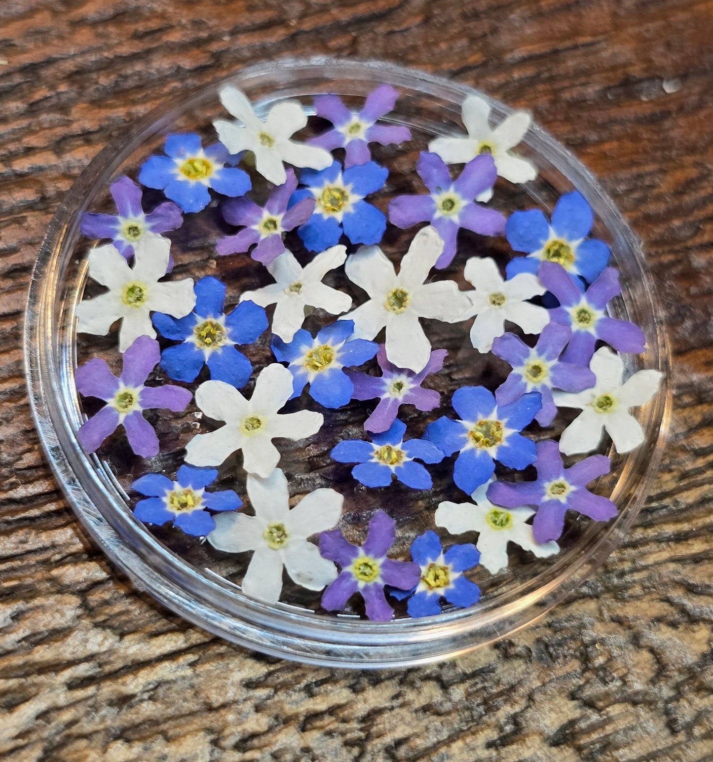 Forget me nots TRICOLORE