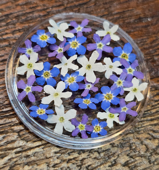 Forget me nots TRICOLORE