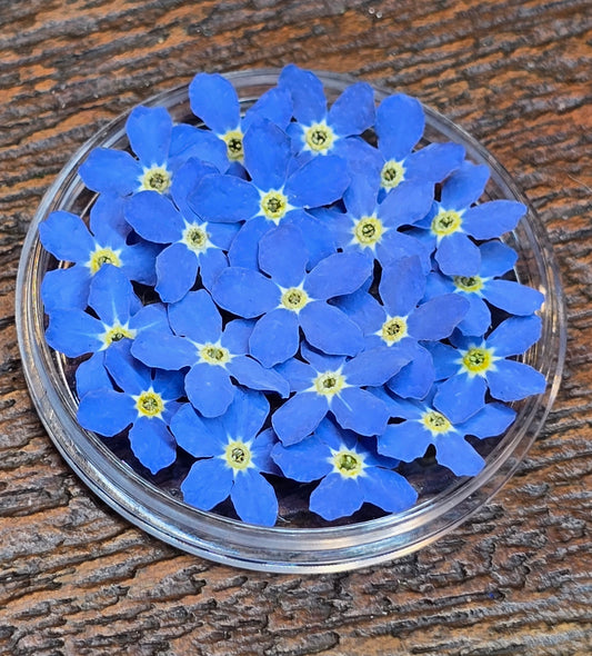 Large 3d forget me nots