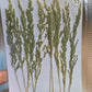 B GRADE foliage