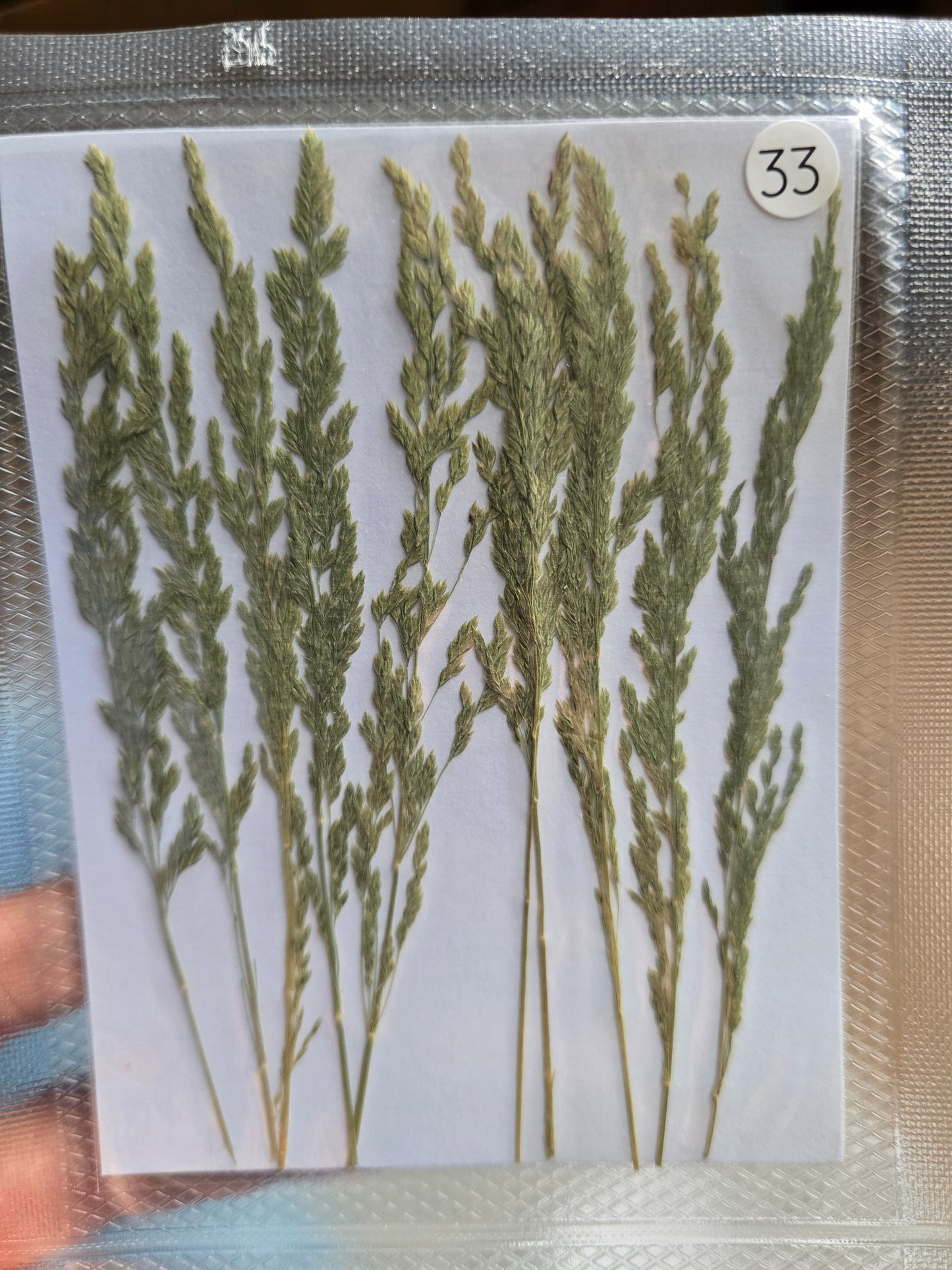 B GRADE foliage