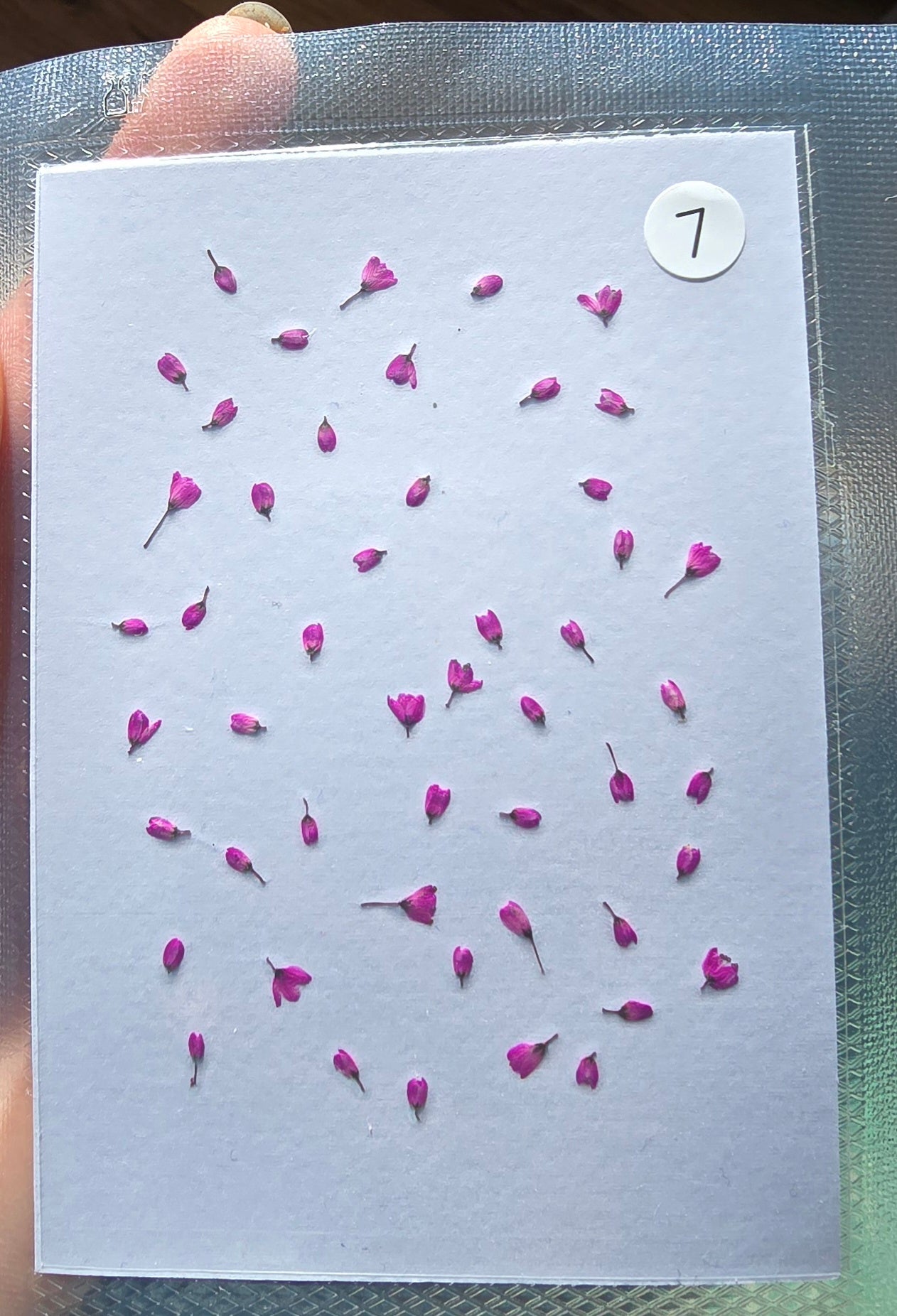SPECIAL Japanese blossoms