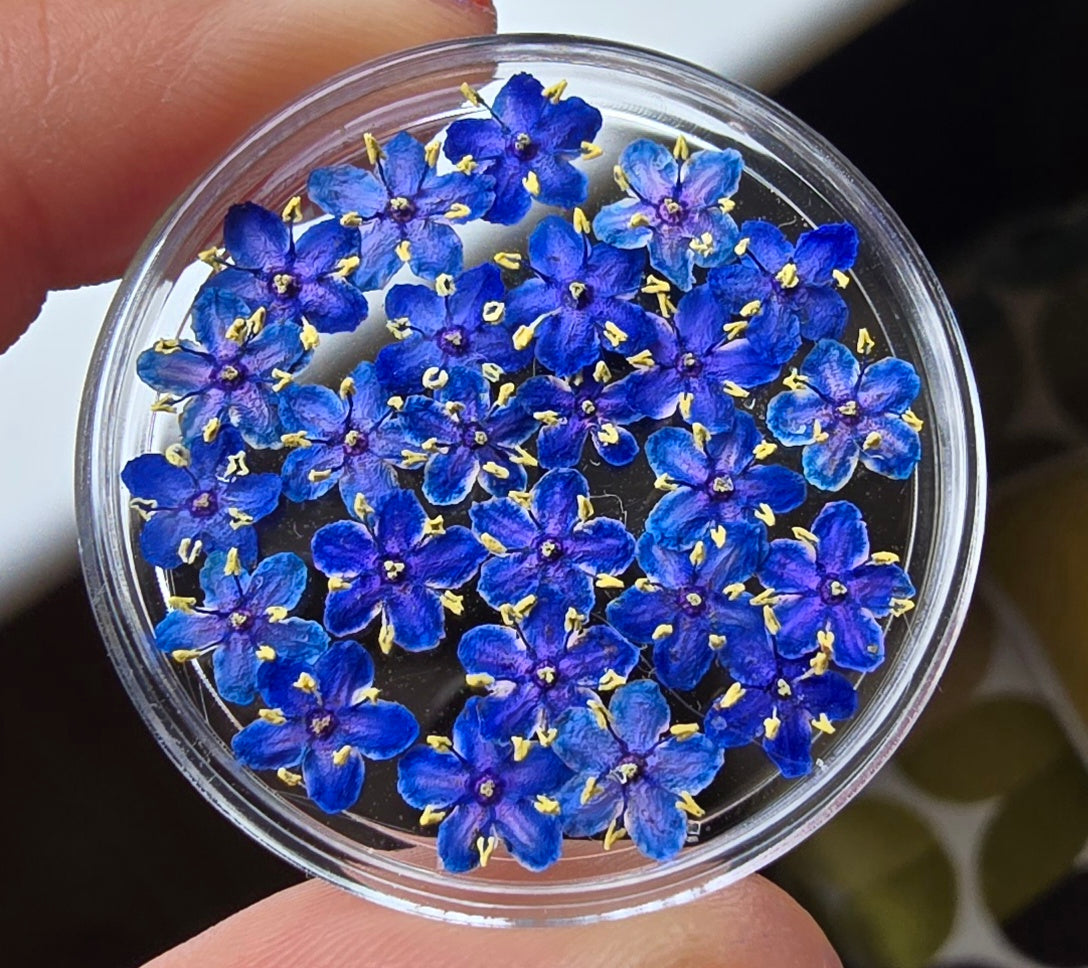 Dyed 3d Elderflower