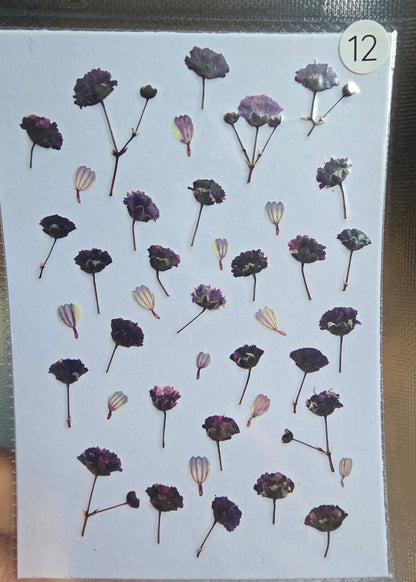 SPECIAL gypsophila flower mix