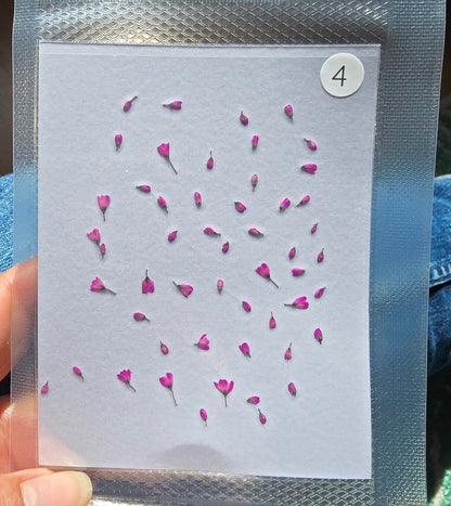 SPECIAL Japanese blossoms