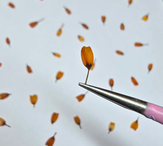 Dyed pressed Japanese buds