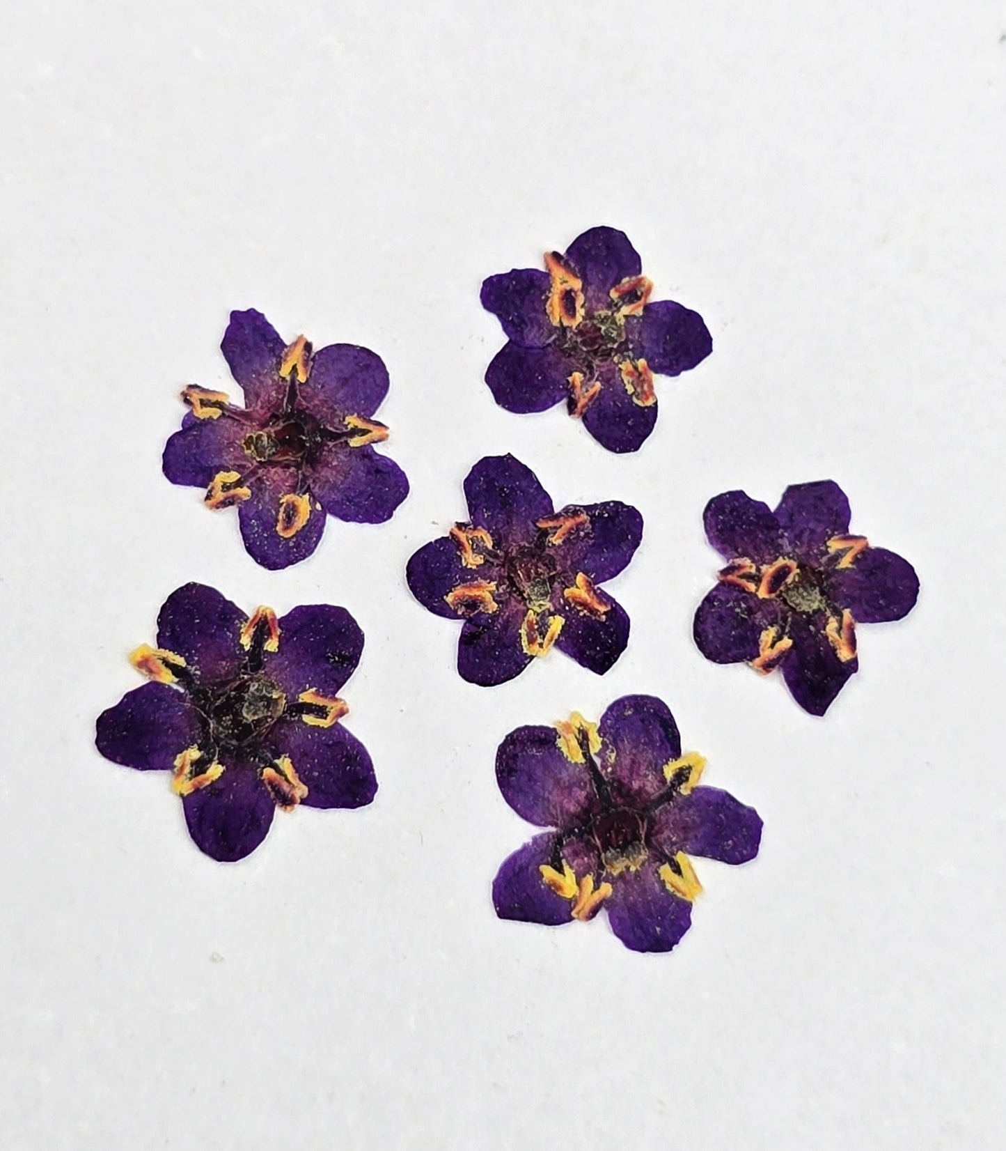 Tiny pressed elderflower