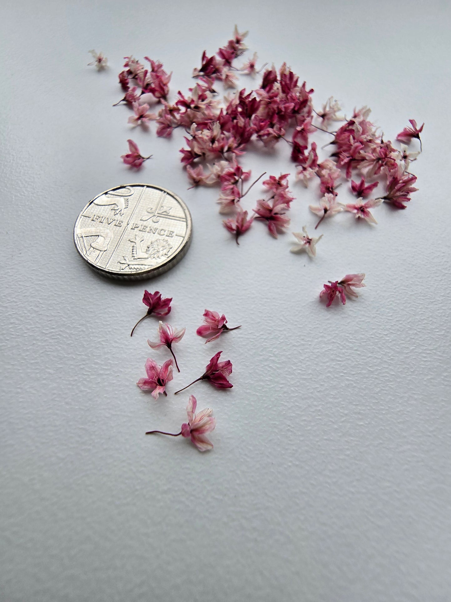 Windswept japanese blossoms