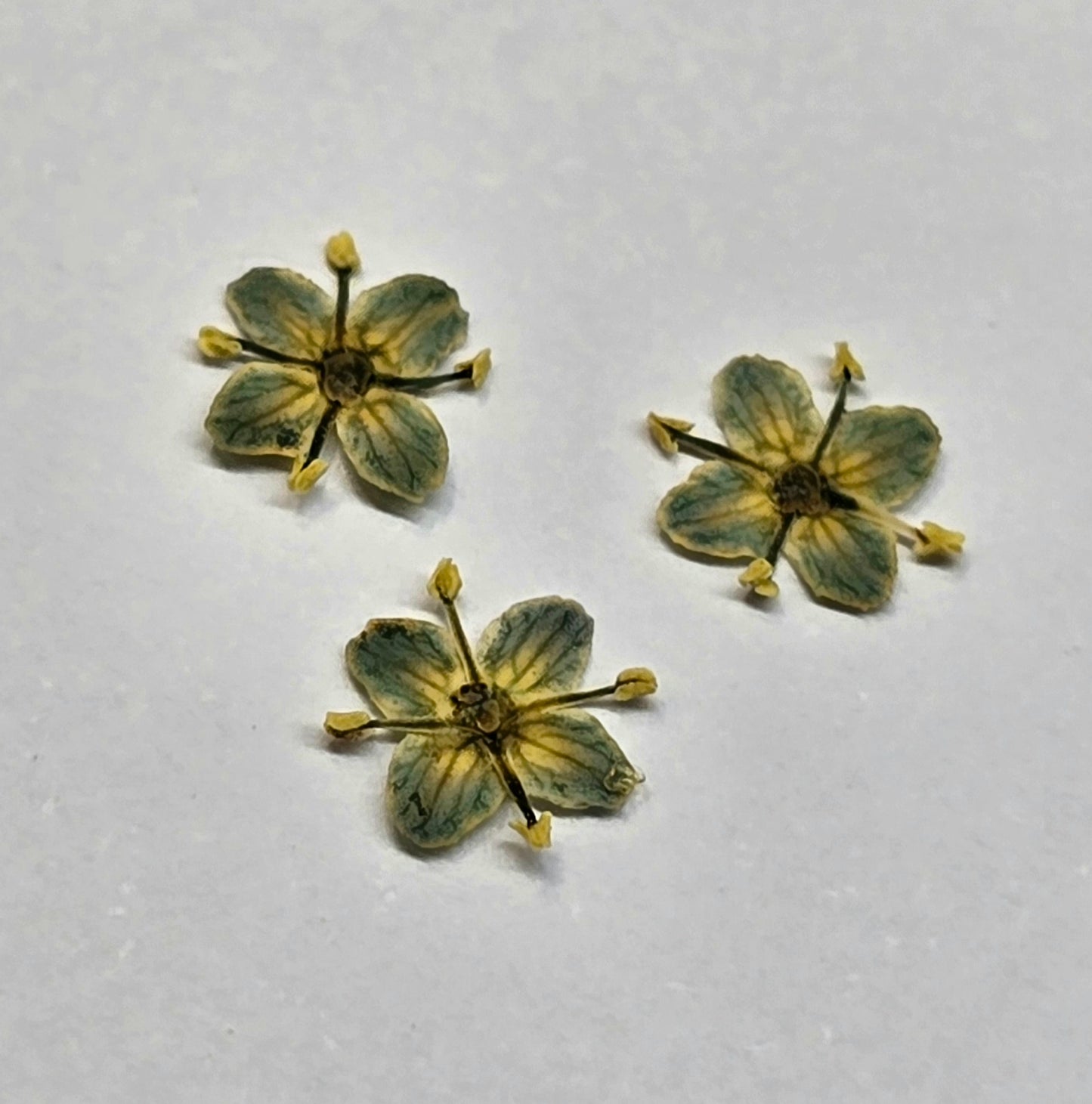 Presseed "Butterfly" Elderflower