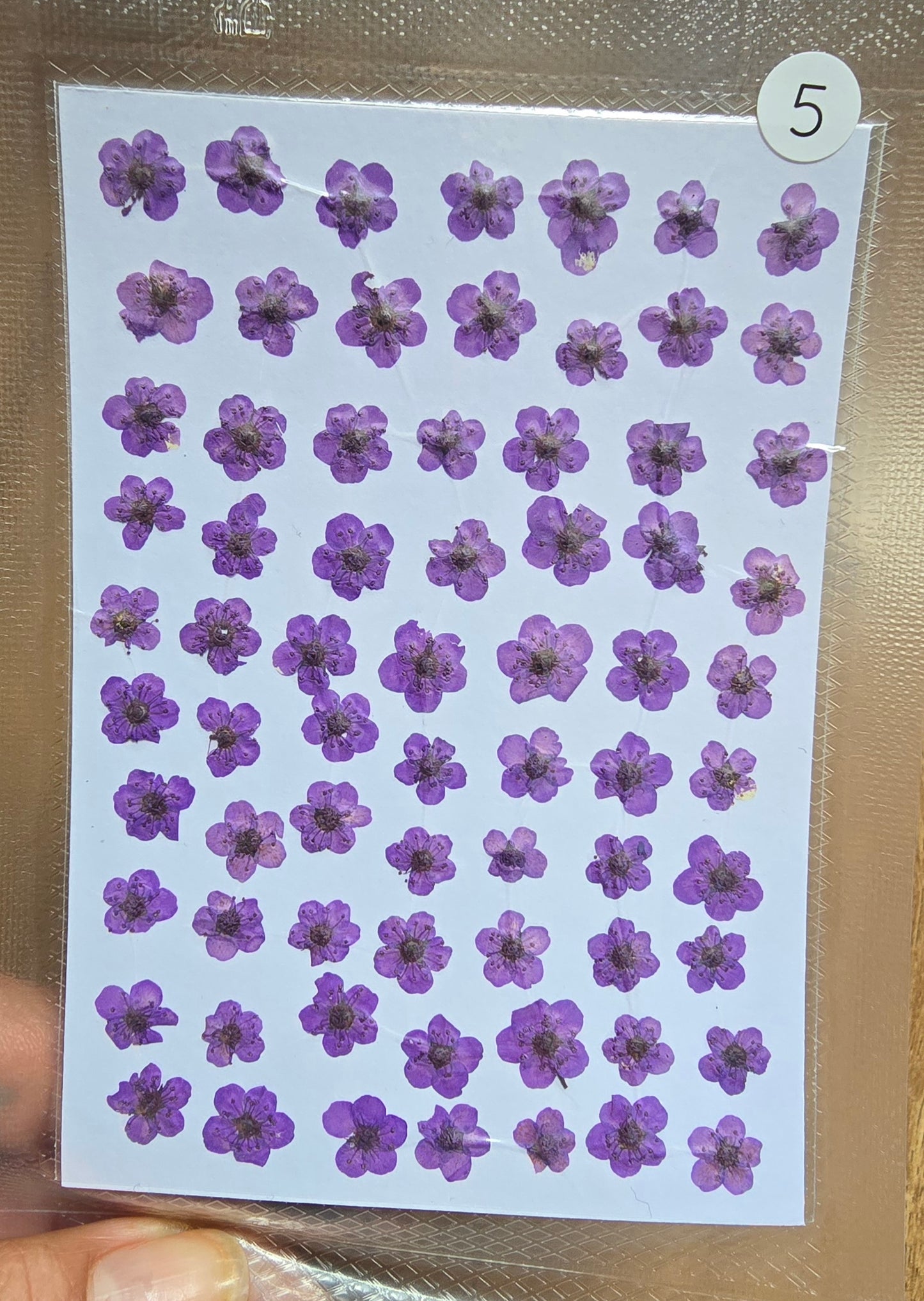 B GRADE cherry blossoms