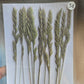 B GRADE foliage