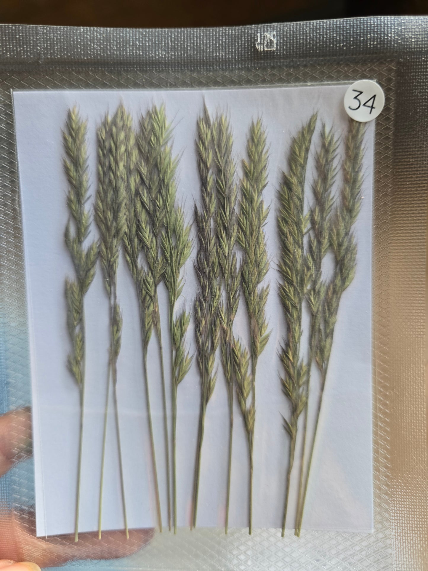 B GRADE foliage