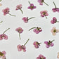 Sweet pea mix