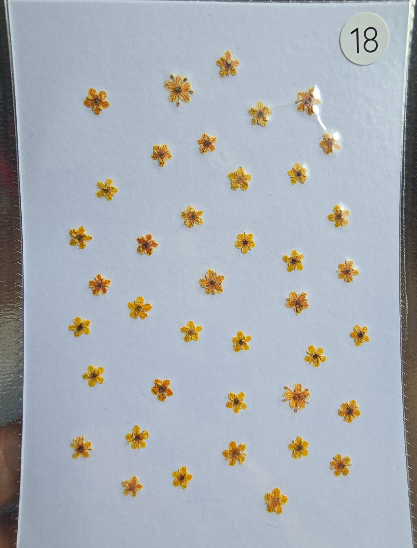 SPECIAL Pressed elderflowers