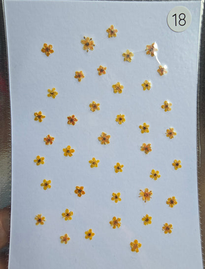 SPECIAL Pressed elderflowers
