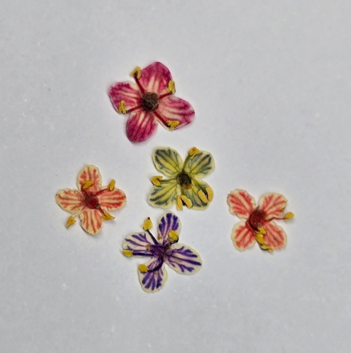 Presseed "Butterfly" Elderflower