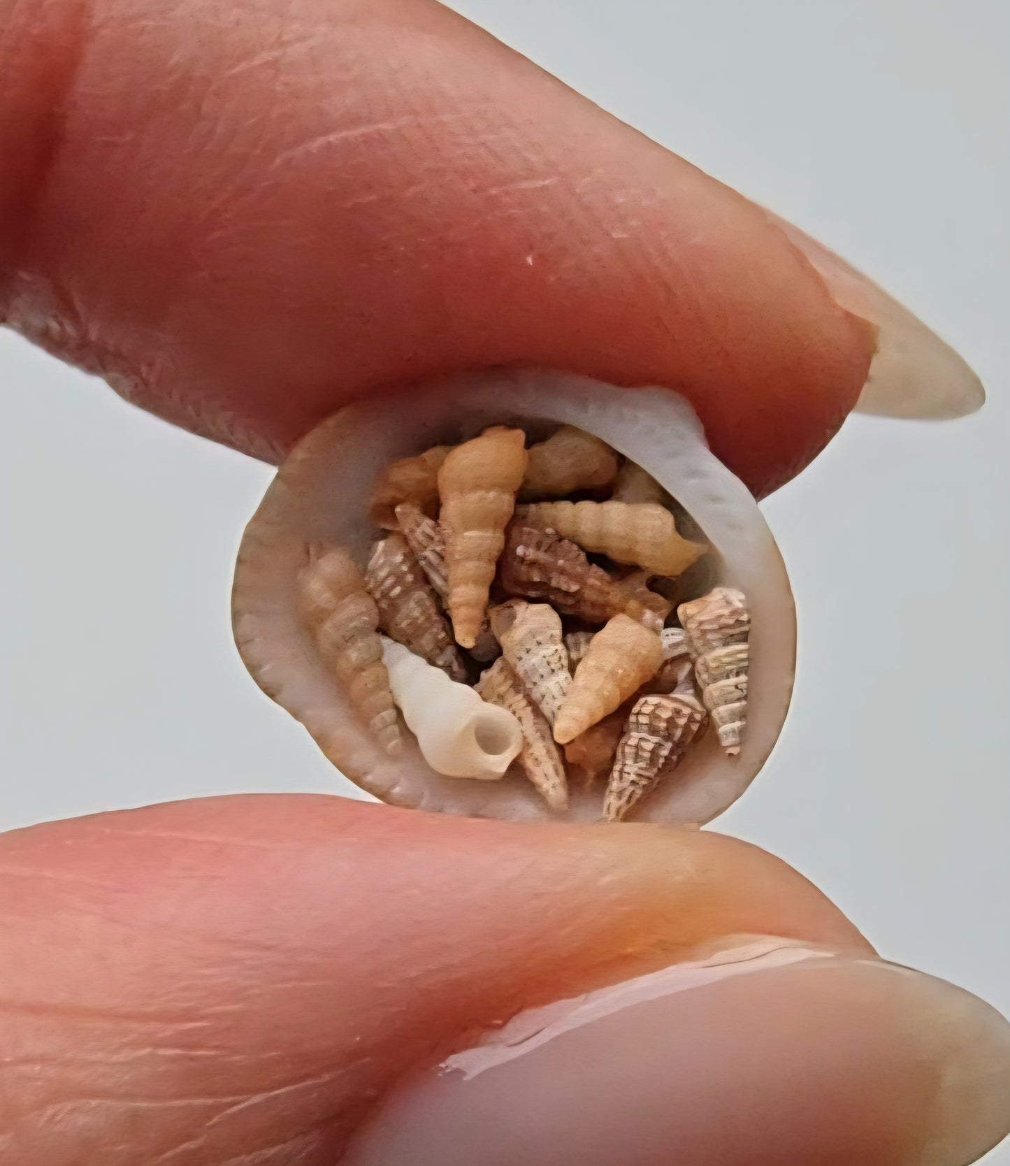 Pristine shells