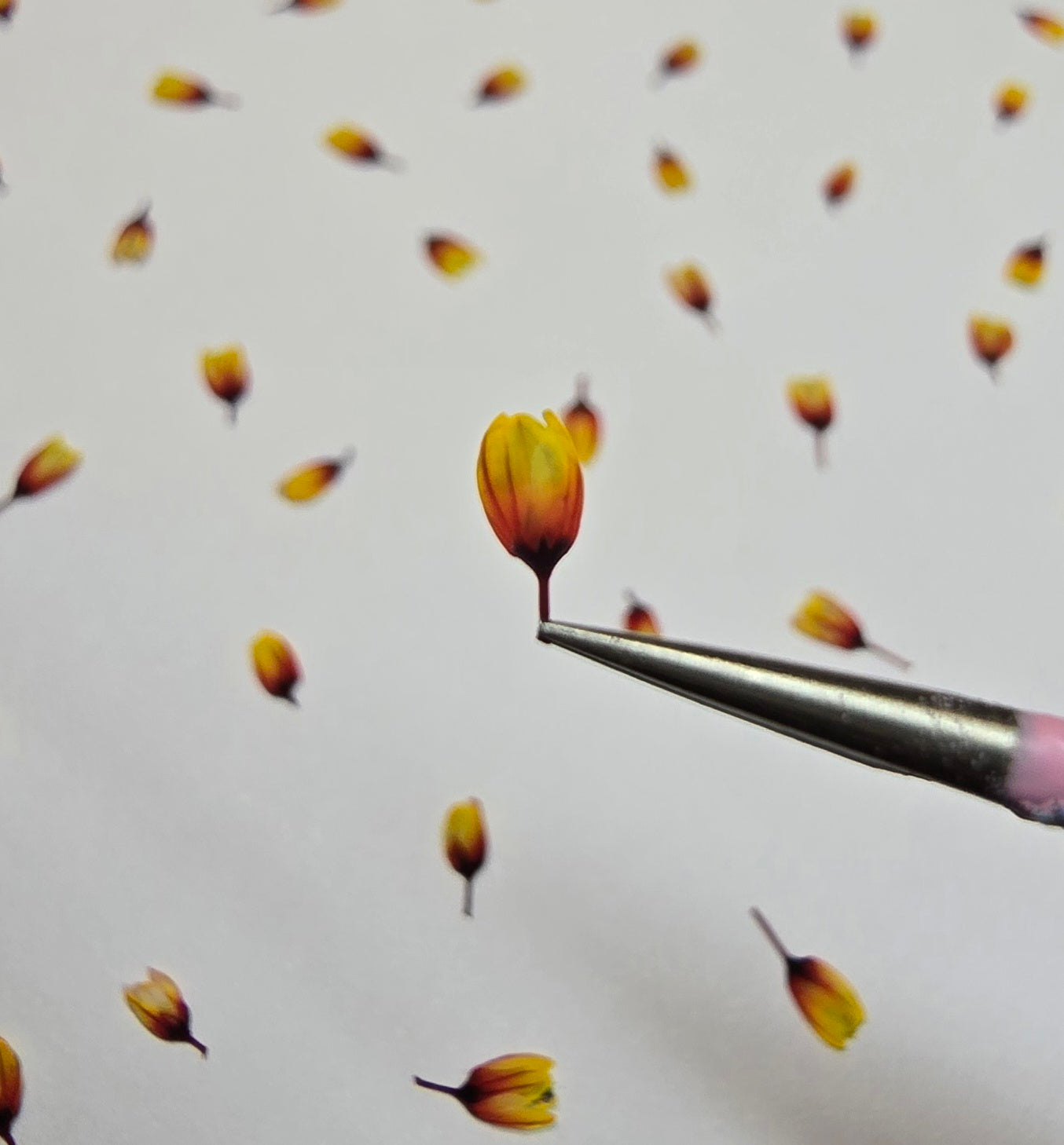 Dyed pressed Japanese buds