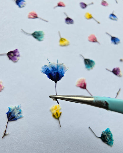 Tiny pressed gypsophila