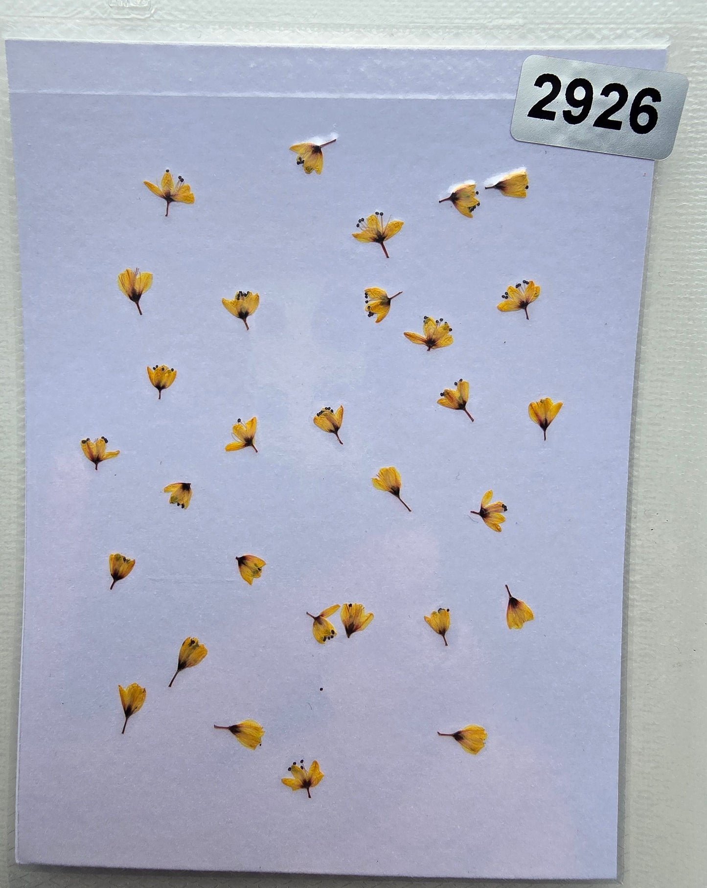 SPECIAL Japanese blossoms
