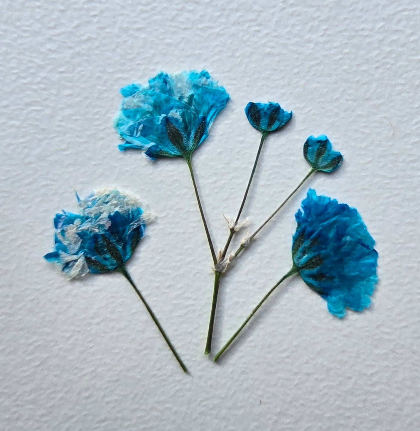 Pressed dyed gypsophila