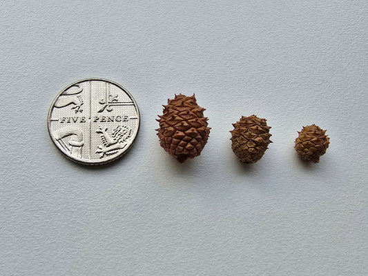 Miniature pine cones