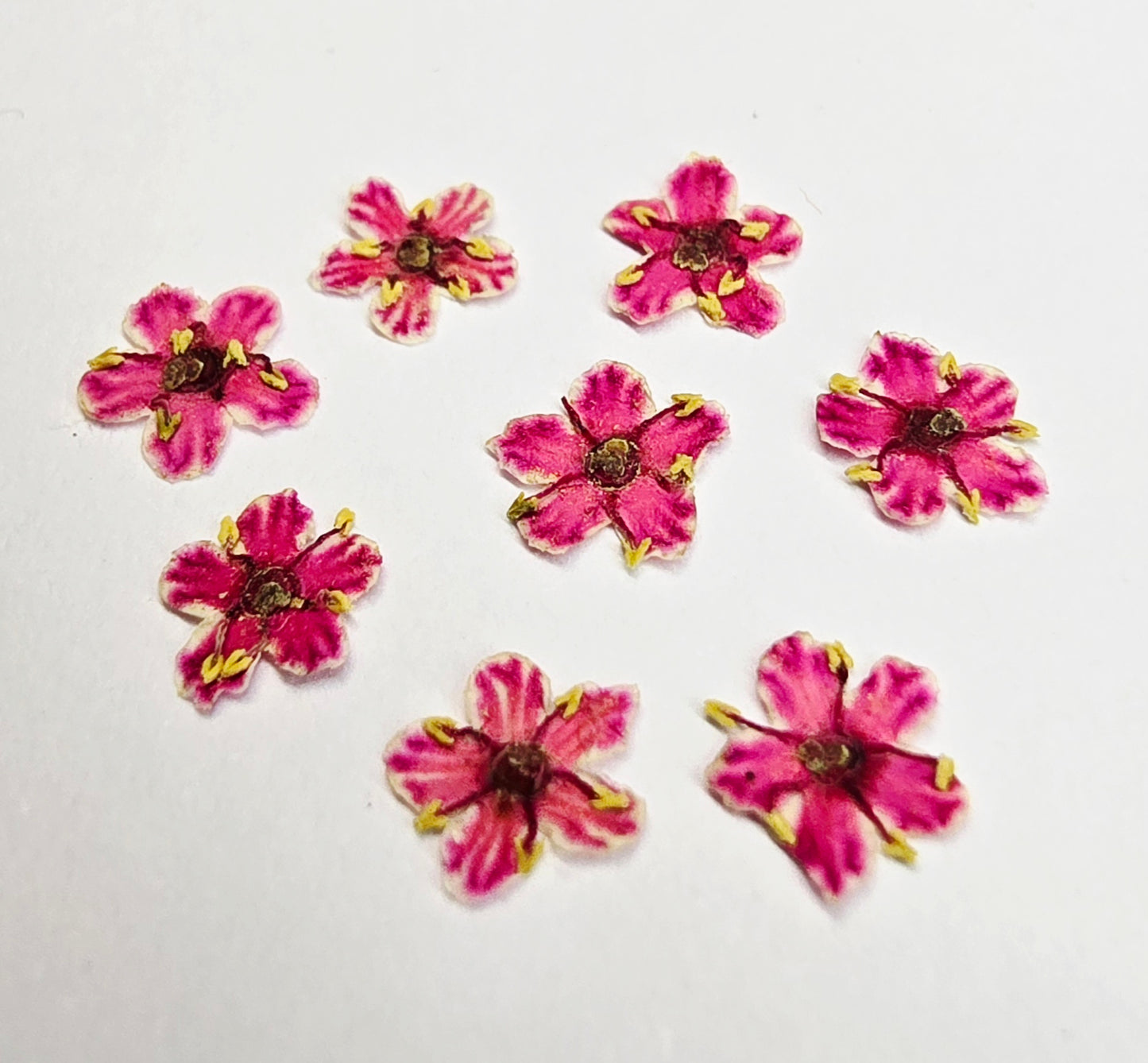 Tiny pressed elderflower