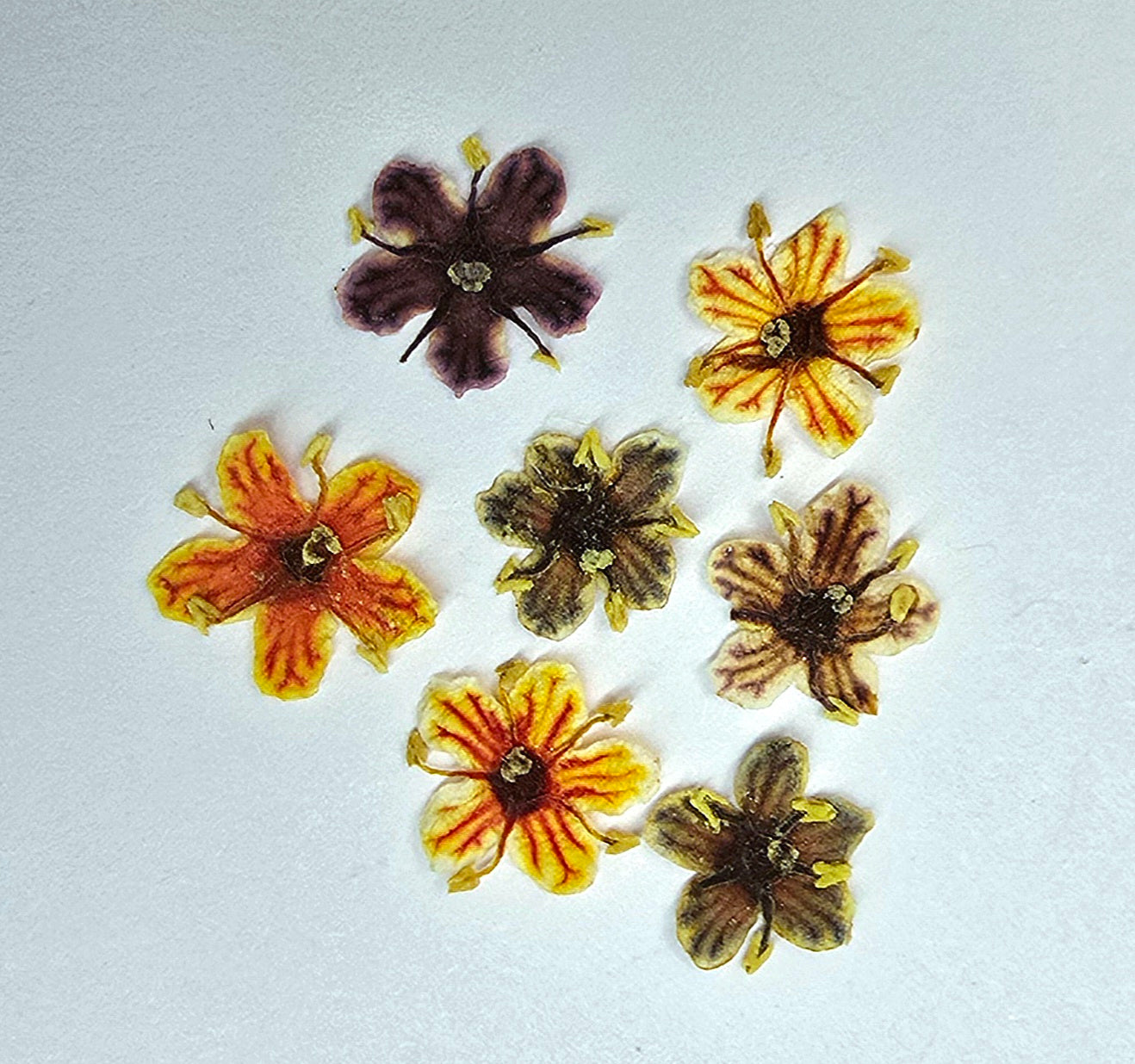 Tiny pressed elderflower