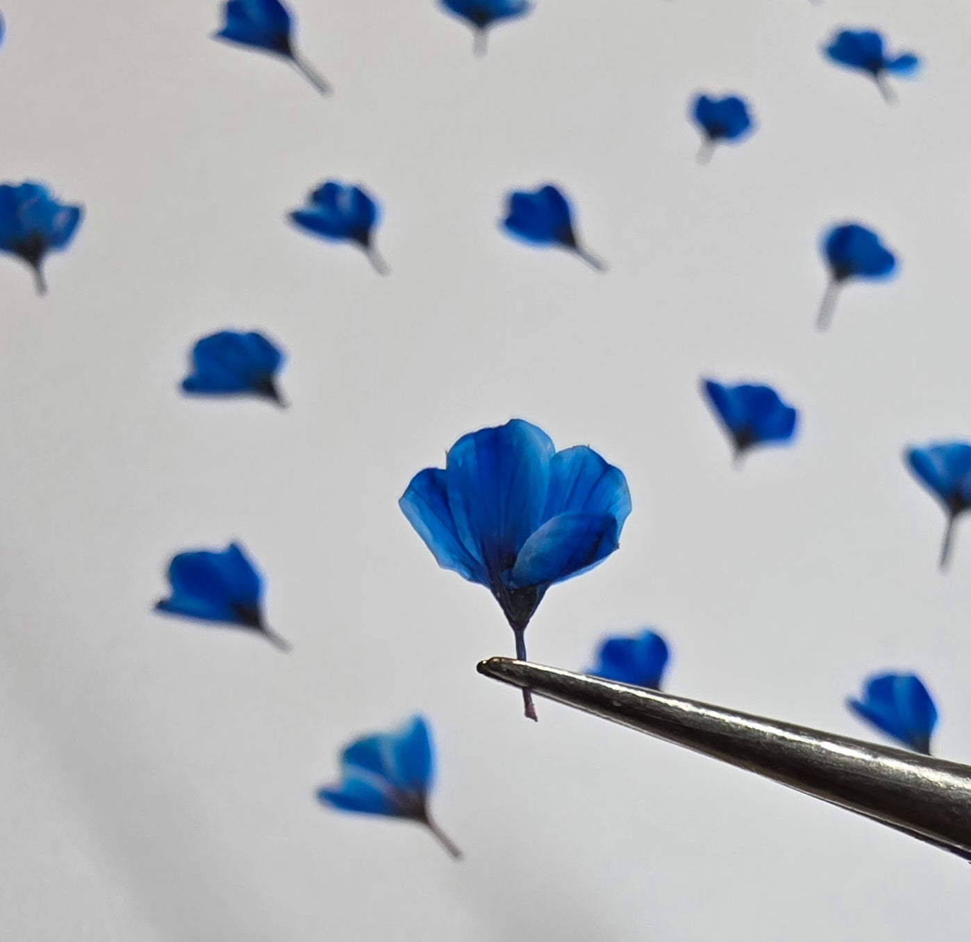 Dyed pressed Japanese blossoms