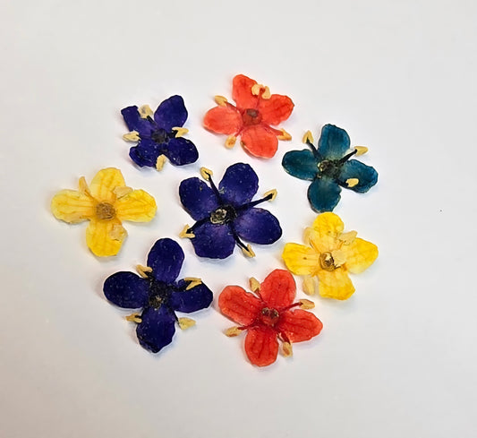 Presseed "Butterfly" Elderflower