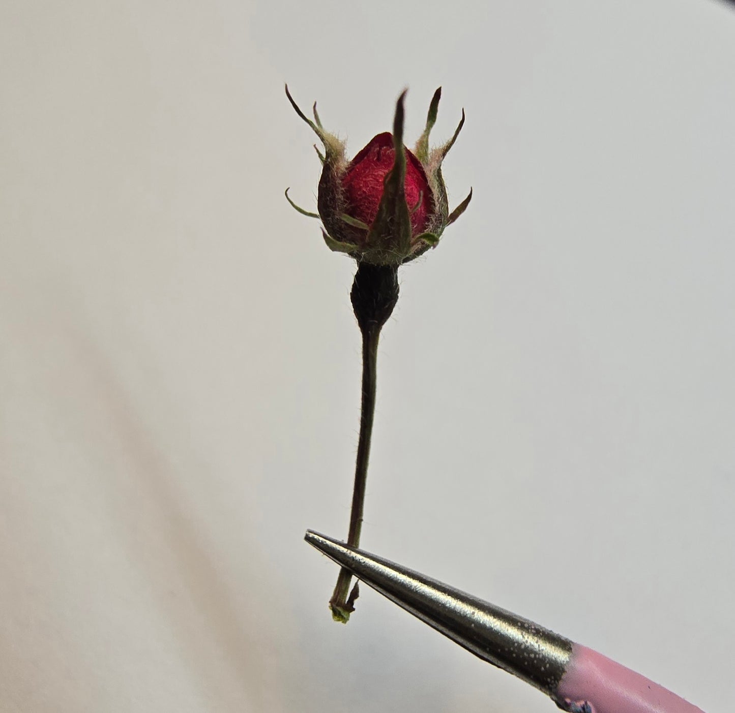 Tiny rose buds