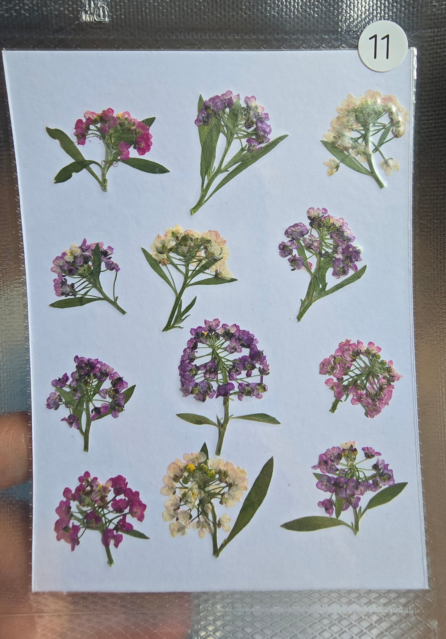 SPECIAL pressed Allysum