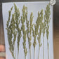 B GRADE foliage