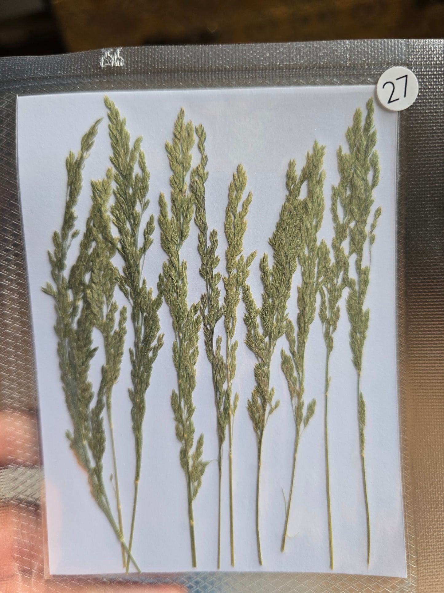 B GRADE foliage